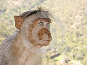 Langur Monkey in Wildlife Reserve, India