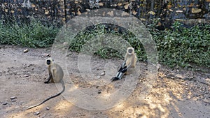 Langur monkeys are resting on the side of a dirt road.