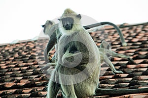Langur monkeys sitting on the roof