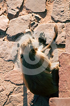 Langur monkeys in town.