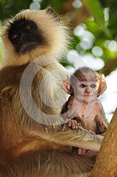 Langur mother and child photo