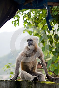 Langur