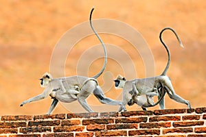 Langur in town. Mother and young running on the wall. Wildlife of Sri Lanka. Common Langur, Semnopithecus entellus, monkey on the