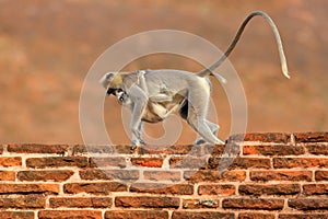 Langur in town. Mother and young running on the wall. Wildlife of Sri Lanka. Common Langur, Semnopithecus entellus, monkey on the
