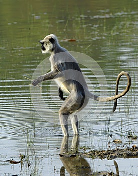 Langur in water