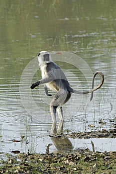 Langur in water