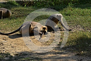 Langurs eating soil