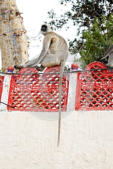 Langurs Hanuman sitting in row on fence