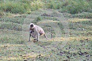 Langurs in a national park in central India