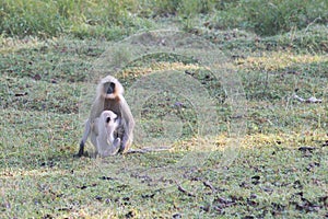 Langurs in a national park in central India