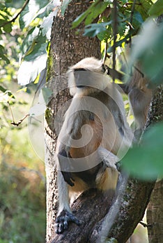 Langurs in a national park in central India