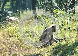 Langurs in a national park in central India