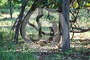 Langurs in a national park in central India