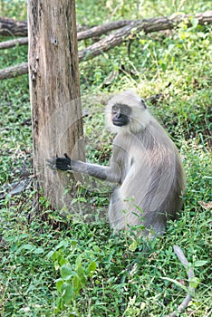 Langurs in a national park in central India