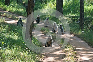 Langurs in a national park in central India