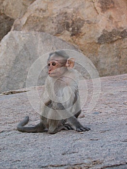 Langurs Presbytis entellus in ,Hampi, Karnataka, India