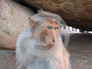 Langurs Presbytis entellus in ,Hampi, Karnataka, India