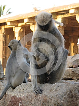 Langurs Presbytis entellus in , Karnataka, India