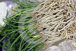 Lanhuagen ( orchid roots ) photo