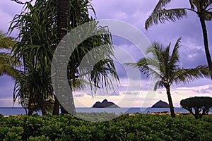 Lanikai beach with palm trees