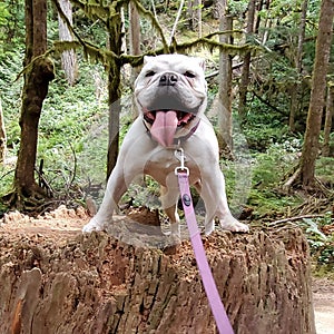 Lanikai goes for a hike