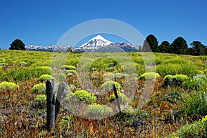 Lanin National Park, Lanin volcano covered with snow... in the far background