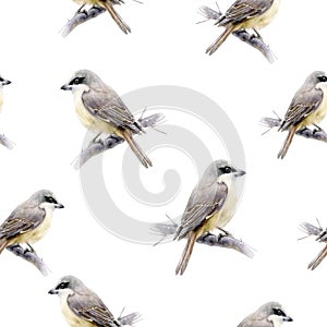 Lanius bird hand drawn watercolor illustration. Seamless pattern.