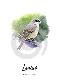 Lanius bird watercolor illustration isolated on watercolor splash background