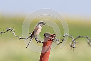 Lanius collurio on barbed wire