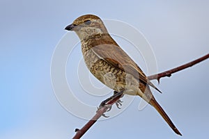 Lanius collurio sitting on a branch