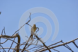 Lanius collurio sitting on a branch