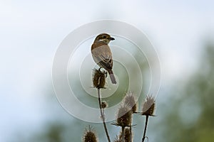 (Lanius collurio) standing