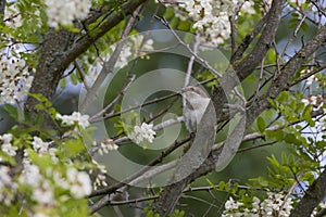 (Lanius collurio) standing on a plant