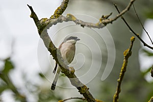 (Lanius collurio) standing on a plant