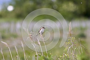 (Lanius collurio) standing on a plant