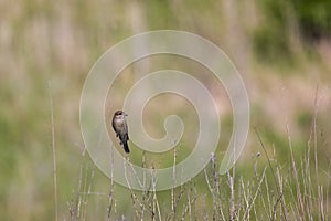 (Lanius collurio) standing on a plant