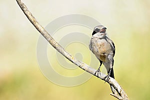 Lanius excubitor - The northern shrike, or hog woodcut, is a species of bird in the Laniidae family.