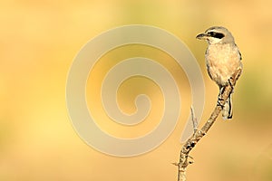 Lanius excubitor - The northern shrike, or hog woodcut, is a species of bird in the Laniidae family.