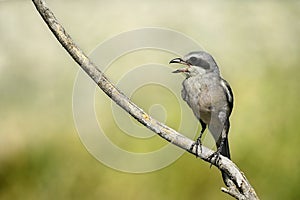 Lanius excubitor - The northern shrike, or hog woodcut, is a species of bird in the Laniidae family.