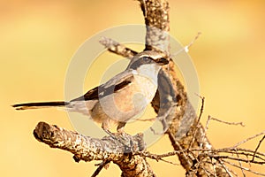 Lanius excubitor - The northern shrike, or hog woodcut, is a species of bird in the Laniidae family.