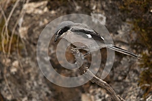 Lanius excubitor - The northern shrike, or hog woodcut, is a species of bird in the Laniidae family.