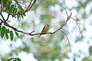 Lanius isabellinus standing on the sling