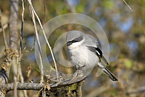 Lanius ludovicianus, loggerhead shrike