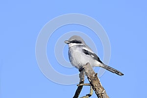 Lanius ludovicianus, loggerhead shrike