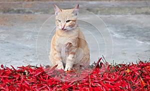 Lankan rufous cat on a pile of red pepper photo