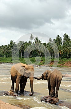 Lankesian Elephants on River Stones