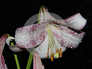 Lankon lily belongs to a group of lily varieties that produce extremely large, trumpet–shaped blooms.