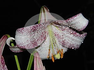 Lirio pertenece sobre el grupo de lirio variedades muy El gran flores 