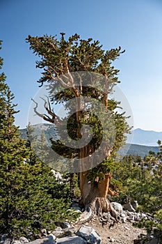 Lanky Bristlecone Tree in a Grove in Great Basin