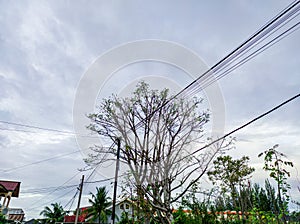 Lannea coromandelica a horse tree